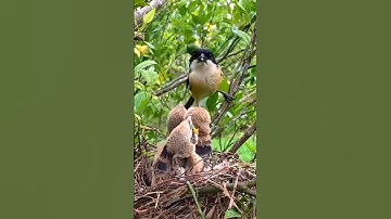 Burung Cendet sedang meloloh anakan di alam liar