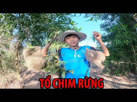 Video: Trang Trí Không Có Tổ Chim