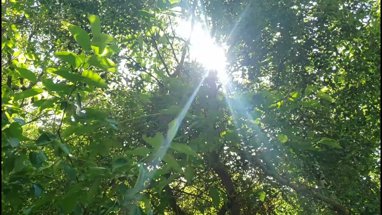 とーちゃん農園ゴリランド Gori Land