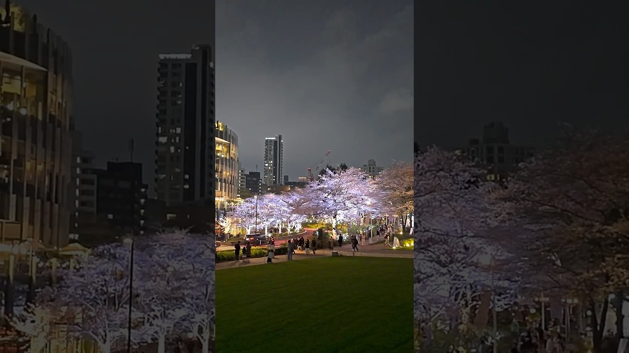 アールビバン／ごとP「桜の花びら舞い散る頃」 桜の花びら舞い散る八重桜並木[81095000681]の写真・イラスト素材