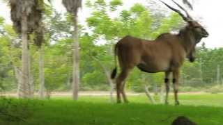 Giant Eland - Miami Zoo