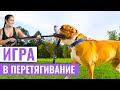 Как правильно играть с собакой? Игра в перетягивания.