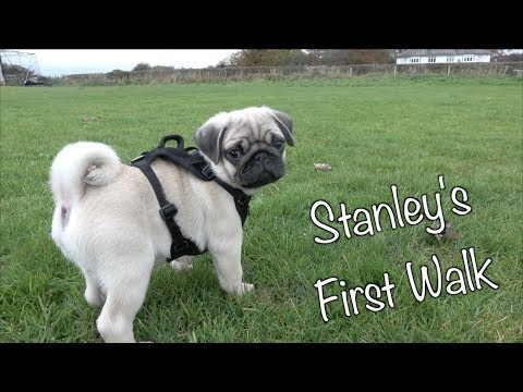 Video: How To Play And Walk With A Pug Puppy
