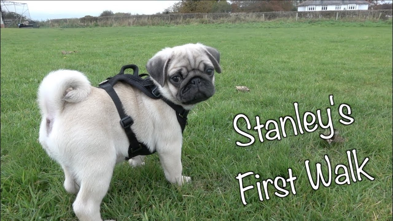 Pug Puppy'S First Walk!