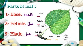 Potany شرح leaf morphology