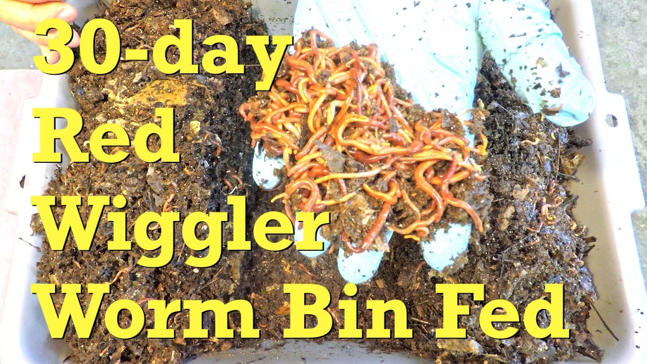 Red Wiggler Worms Amazon edu.svet.gob.gt