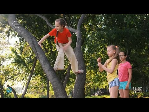 რატომ აღარ დაძვრებიან ბავშვები ხეებზე