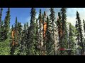 Sockeye Fire in Willow, Alaska