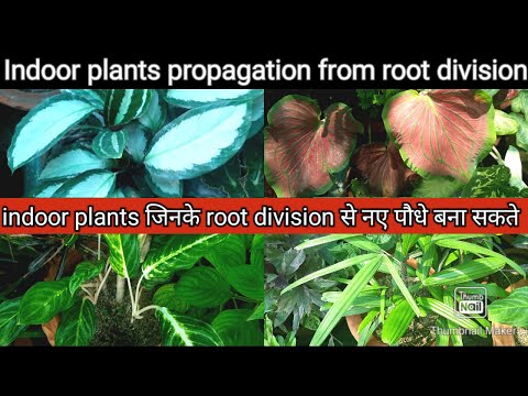 वीडियो: लाल करंट (23 तस्वीरें): वसंत में झाड़ी को कैसे खिलाएं और संसाधित करें? जड़ प्रणाली और तना, फल और पत्ते, प्रत्यारोपण और देखभाल का विवरण