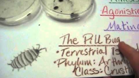 Lab 11: Pill Bugs CDROSTE