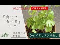 『育てて食べる』ハーブ#04　イタリアンパセリ