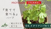 簡単 イタリアンパセリの管理方法 花芽摘み 使い方 Youtube