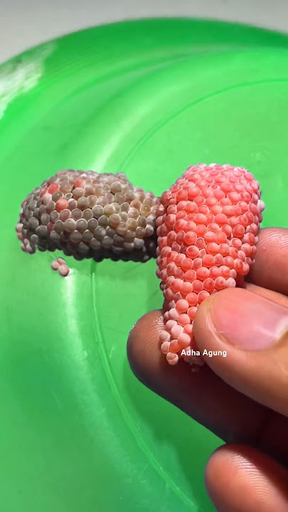 TELUR KEONG DI LAHIRKAN DI ATAS PIRING MAKAN DAN TELUR AKHIRNYA MENETAS JUGA #shorts