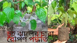 চুই ঝালের চারা রোপণ পদ্ধতি