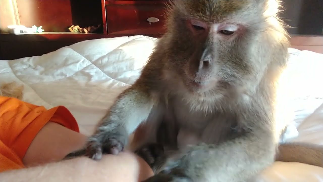 ASMR Macaque He's Got The Touch