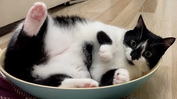 Aww | Uni and Nami sister cats