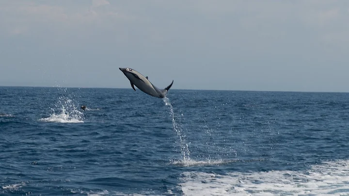 Dolphin, Minke, & Shark Whale Watching with The Wh...