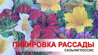 видео Цветы сальпиглоссис - выращивание семенами, посадка и уход