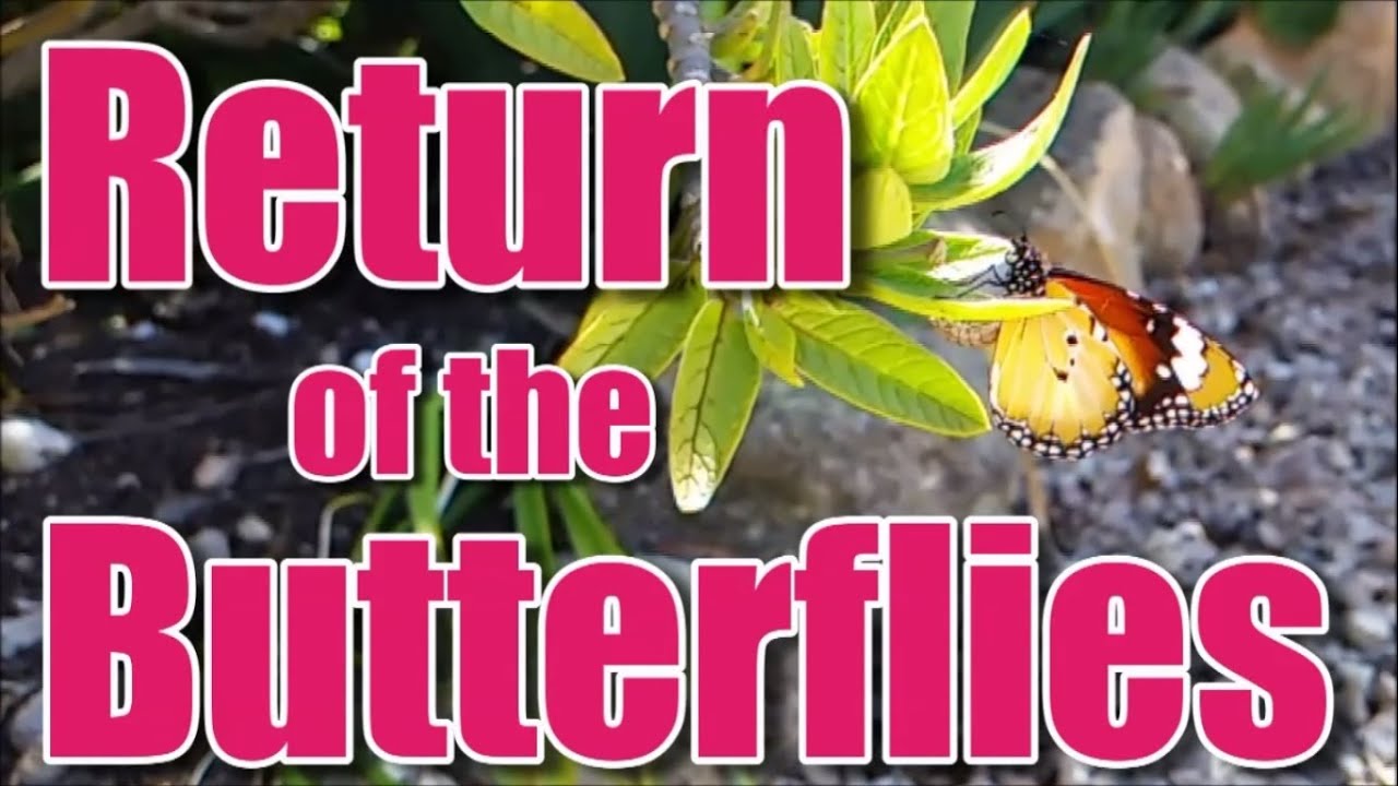 Return of the Butterflies YouTube