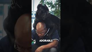 Ce Cane Corso Adore Sasseoir Sur Le Dos 😂 Resimi