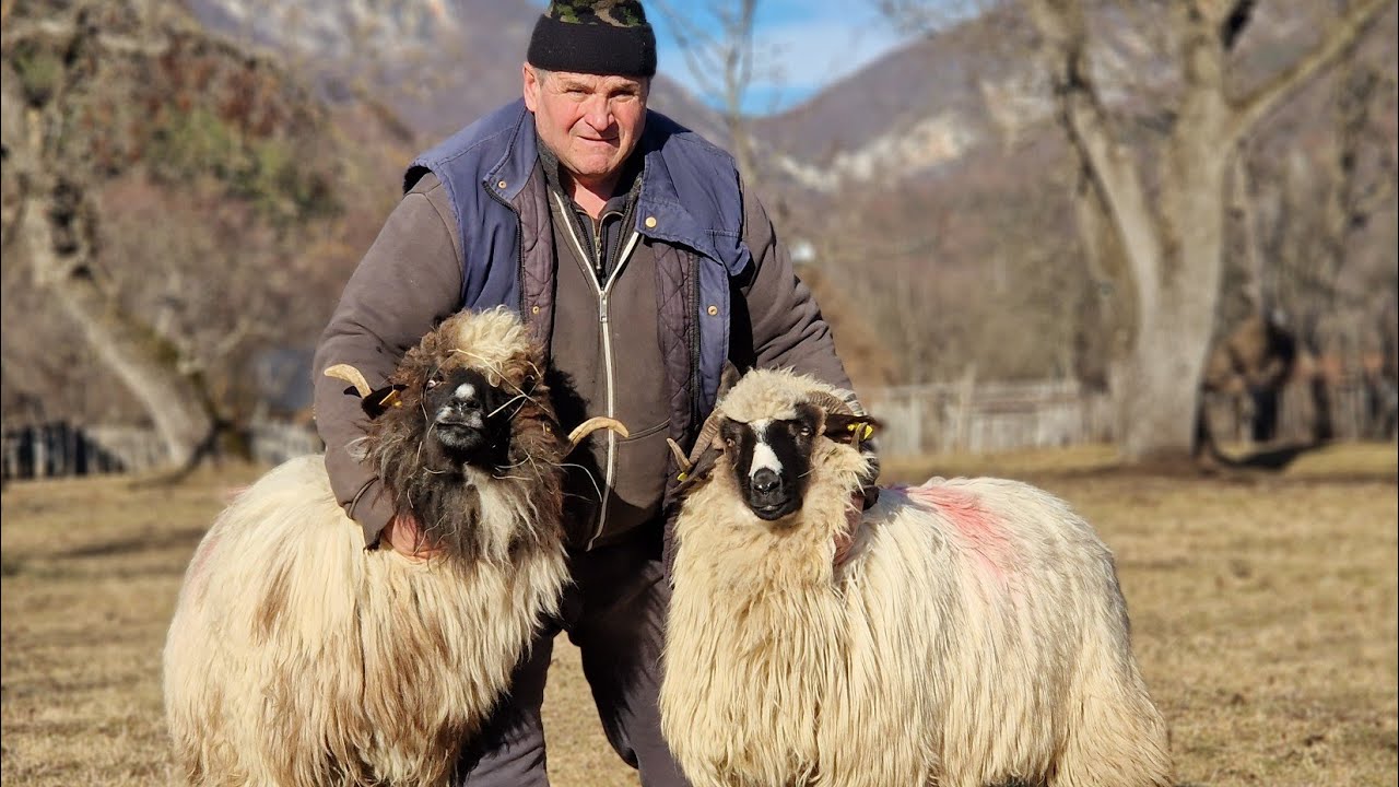 LUPII ÎI ATACĂ OILE LUI NEA ION HOBICEAN / POVESTEA OII CU 7 VIEȚI PENTRU CARE S-A REAPUCAT DE OI