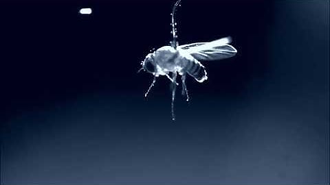 Jumping nematode charged fruitfly #science #news #research