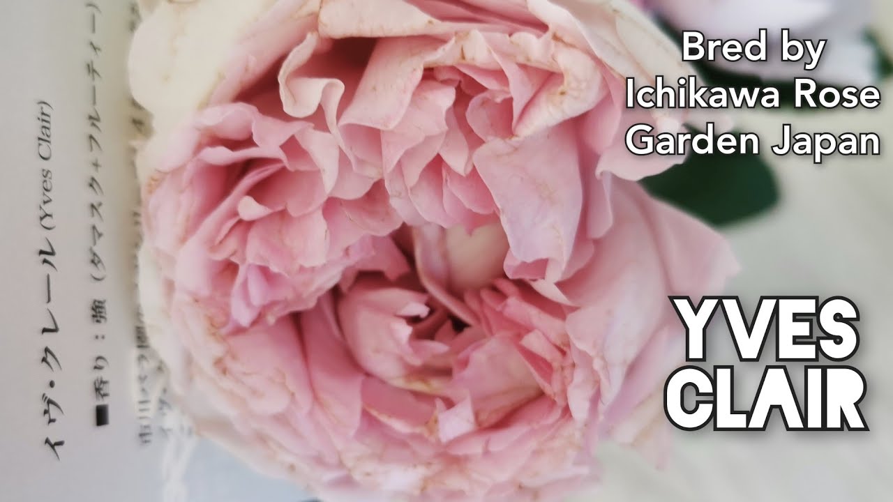 YVES CLAIR ROSE plant by Keiichi Ichikawa Rose Garden Shizuoka