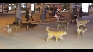 Видео из соцсети: стая бездомных собак бегает по главной улице Николаева Видео из соцсети: стая бездомных собак бегает по главной улице Николаева
