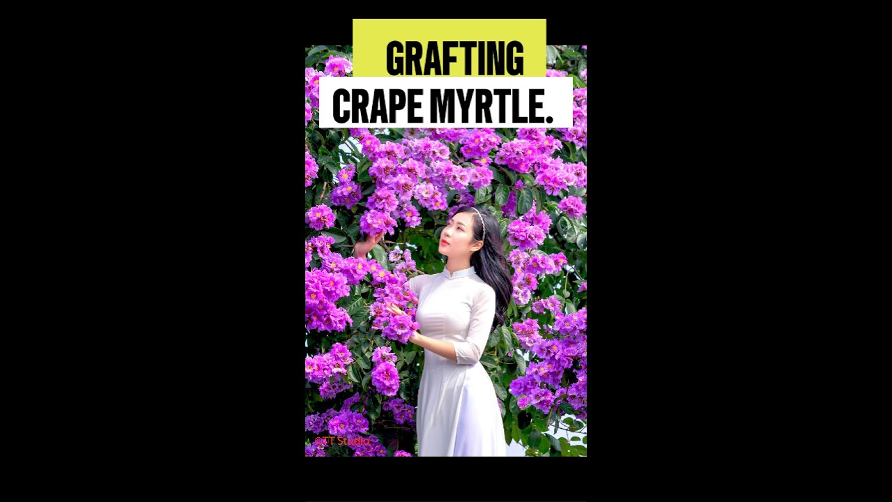 Grafting Lagerstroemia (Crape Myrtle) flowers. Part 1