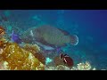 Napoleon (Humphead) Wrasses patrolling drop off, Filitheyo Island resort, Maldives, Dec 2022 (4K)