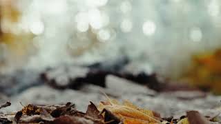 Dry Leaves Against Smoke Background - 4K Stock Videos | NoCopyright | AllVideoFree