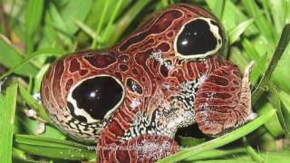 Master of DisgEYES! (Part 1 of 2)