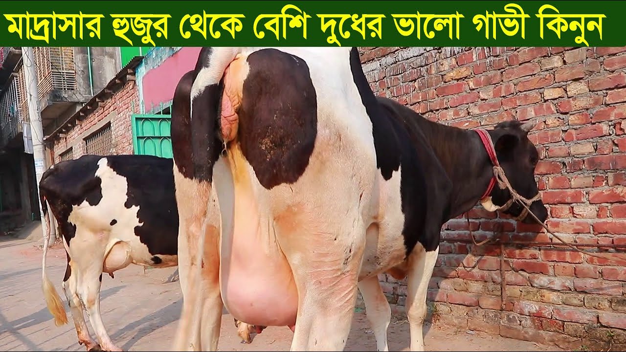 মাদ্রাসার হুজুর থেকে বেশি দুধের গালের গাভী কিনুন dairy farm