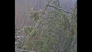 J E20251111 083300TwoSquirrelsClimbInNearTreeCloseUp