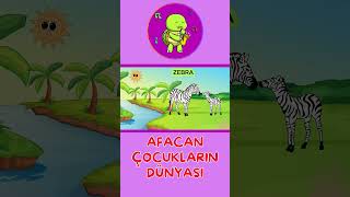 Savana Hayvanlarını Öğrenelim Çocuklar İçin Zebra Ve Eğlenceli Şarkısı Hayvanları Tanıyalım