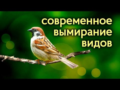 Видео: Животные, которые скоро исчезнут