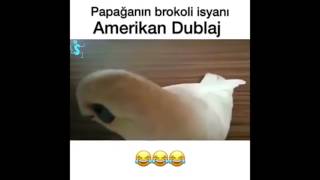 Papağanın Brokoli İsyanı Amerikan Dublajı