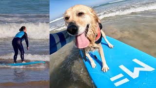 This Surfboard Makes Surfing EASY For ANYONE…(Even Dogs!) | MF Softboards 'Surf School XL' Review by The Surfers Journey 730 views 3 days ago 4 minutes, 46 seconds