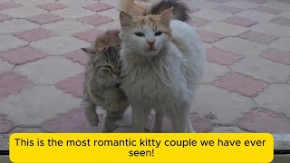 Heres a Lovely Cat Couple Thatll Make Your Day!
