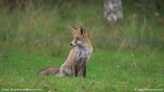 Herfst–Winter 2025 — Teaser natuurvideo voor zorginstellingen | Natuurscherm