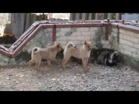 Щенки карело-финской лайки и енот