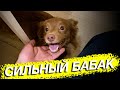 Корташпиц- сильный бабак!