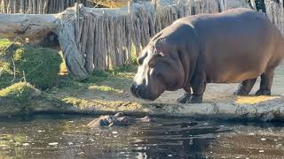 Heppo Animals In This Pound Is Very Nice Seen