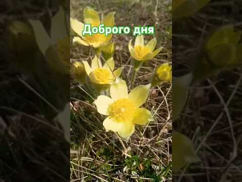 Красота!❤️🩵💚🌏 весна🪷 #апрель2025