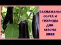 07.02.2022 Обзор семян баклажанов 🍆🍆🍆 для сезона 2022.