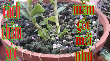 Chăm sóc mầm gốc mới nhú, tưới nước và Chăm sóc lan mùa xuân, phong lan rừng pv