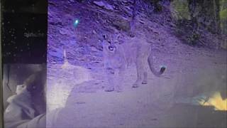 Trail Camera Check ~ Up The Mountain!