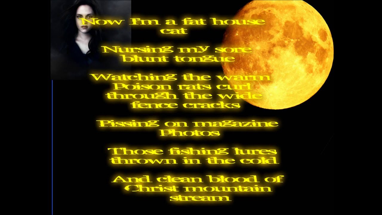 Twilight Flightless Bird American Mouth