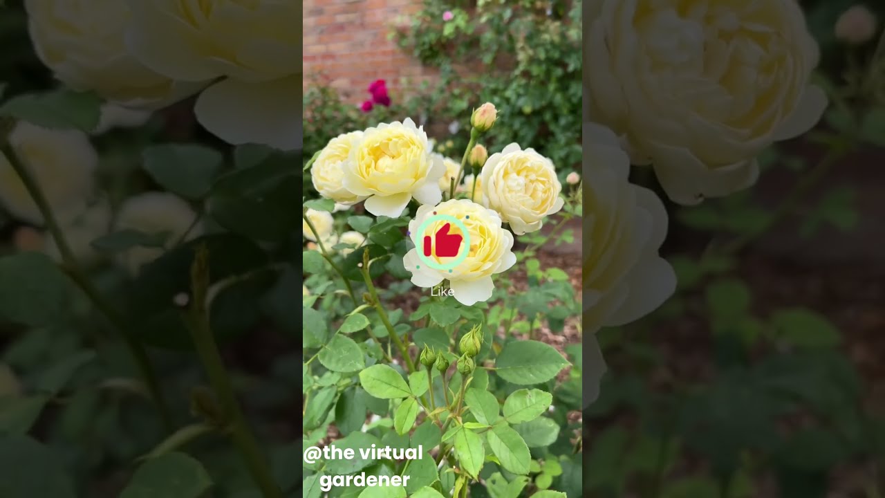 Ultimate Scented Garden Rose Fragrances 