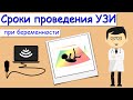 Сроки проведения УЗИ при беременности